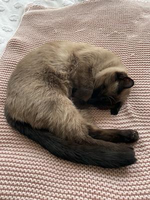 Siamese cat on a pink blanket