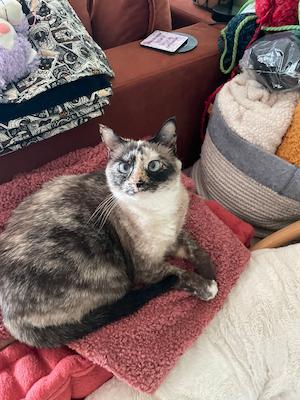 Cat spreading its toe beans