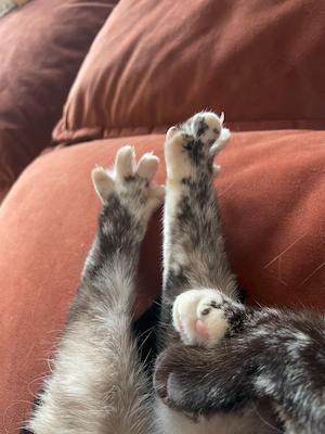 Cat with blue eyes on a blanket